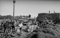 Roger-Viollet | 994067 | Environs de Bonnières-sur-Seine (Yvelines). Bennecourt : le battage du blé, vers 1900. | © Neurdein / Roger-Viollet