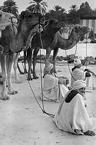 Roger-Viollet | 994584 | Nomads at the market. Touggourt (Algeria), December 1953. Photograph by Jean Marquis (1926-2019). | © Jean Marquis / Roger-Viollet
