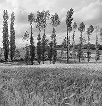 Roger-Viollet | 1023481 | Arbres et champs de céréales. Charente (Poitou-Charentes), années 1950. Photographie de Janine Niepce (1921-2007). | © Janine Niepce / Roger-Viollet