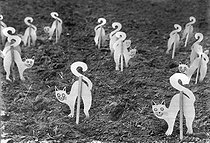 Roger-Viollet | 1034582 | Scarecrows in a field. | © Jacques Boyer / Roger-Viollet
