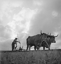 Roger-Viollet | 1038037 | Agriculture. Ploughing with oxen. France, circa 1940. | © Gaston Paris / Roger-Viollet