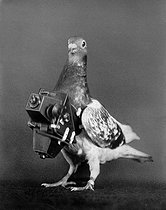 Roger-Viollet | 1039570 | Pigeon photographer with its camera. France, around 1910. | © Jacques Boyer / Roger-Viollet