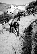 Roger-Viollet | 1058890 | Donkeys. Corbara (Corsica). | © Charles Hurault / Roger-Viollet