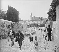 Roger-Viollet | 1064709 | Flock of sheeps. Mortefontaine (Oise), 1898. Photo Ernest Roger. | © Ernest Roger / Roger-Viollet