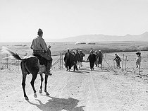 Roger-Viollet | 1069373 | Crossing of the Morice Line in the Mitidja plain (after André Morice, French Defence Minister), border between Algeria and Tunisia. Algeria, 1958. Photograph by Jean Marquis (1926-2019). | © Jean Marquis / Roger-Viollet