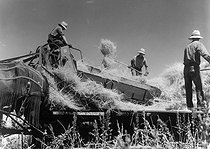 Roger-Viollet | 1081677 | Paysans mettant des bottes de blé dans une batteuse au Kansas Etats-Unis, 1937. | © Jacques Boyer / Roger-Viollet