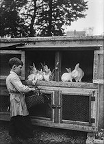 Roger-Viollet | 1377059 | Rabbit farming. Six-week brood. | © Jacques Boyer / Roger-Viollet