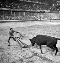 Roger-Viollet | 1386726 | Bullfight to the Vel' d'Hiv | © André Zucca / BHVP / Roger-Viollet